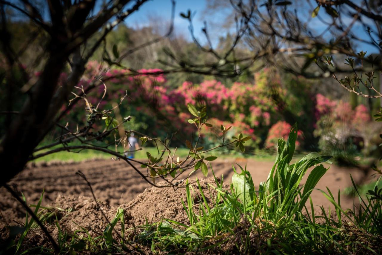 Quinta De Mouraes Casa Dos Rododendros Pensionat Lever Eksteriør billede